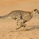 Illustration for article titled It's Body Length, Not Mass, That Lets the Cheetah Run So Fast